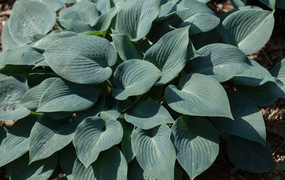 magnifique hosta bleu au beau feuillage