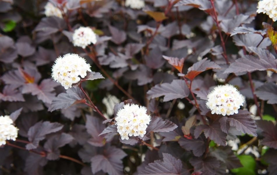 jolie feuillage pourpre de physocarpus avec ses fleurs blanches