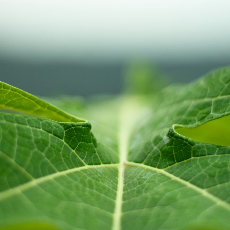 Zoom in on the veins of a green leaf