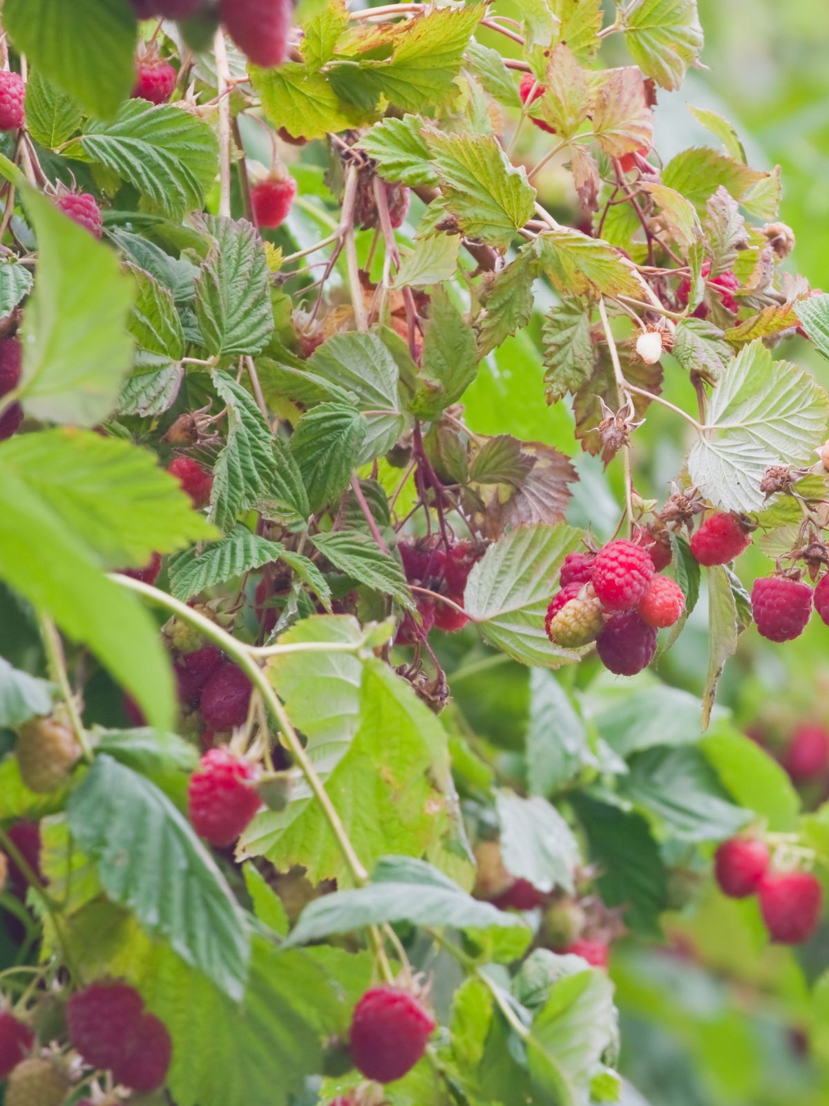 framboisier et framboise