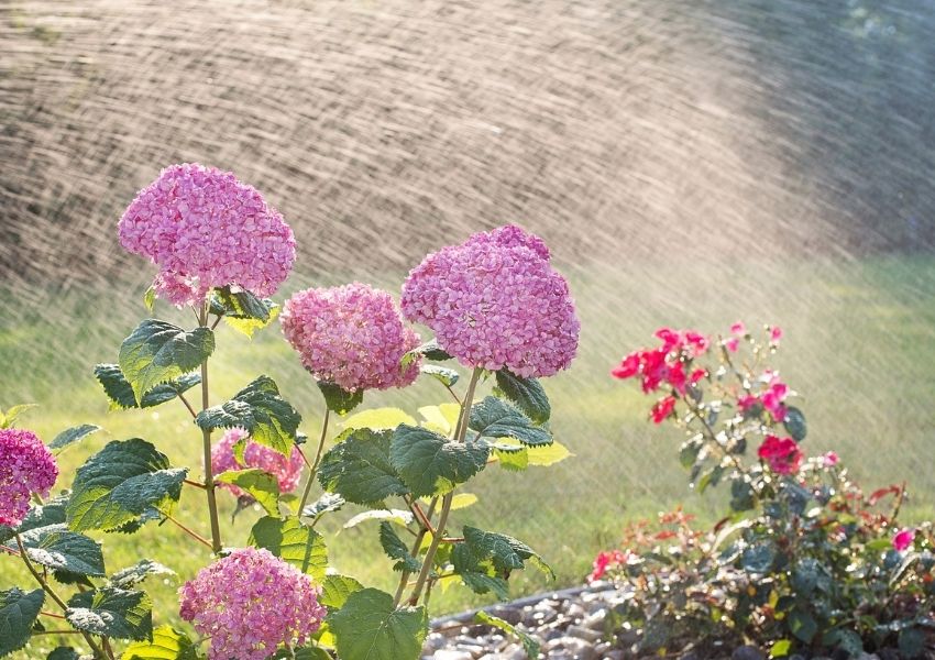 arrosage au jardin