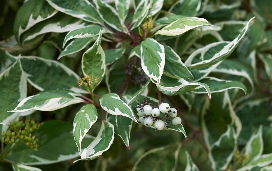 Remarquable feuillage de cornus alba