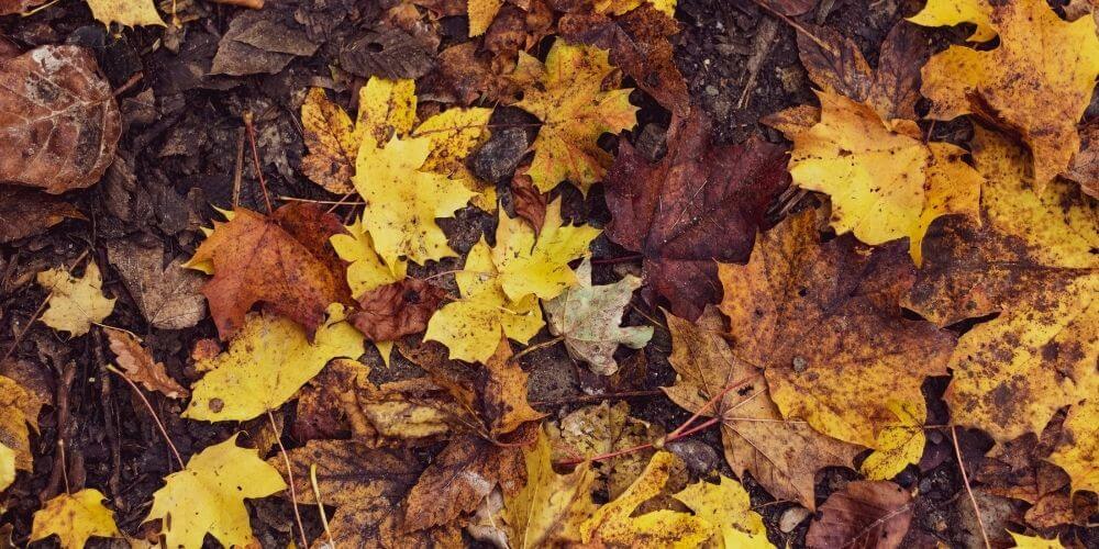 les travaux à réaliser en octobre au jardin