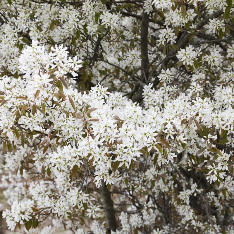 Arbre au fleur blanche