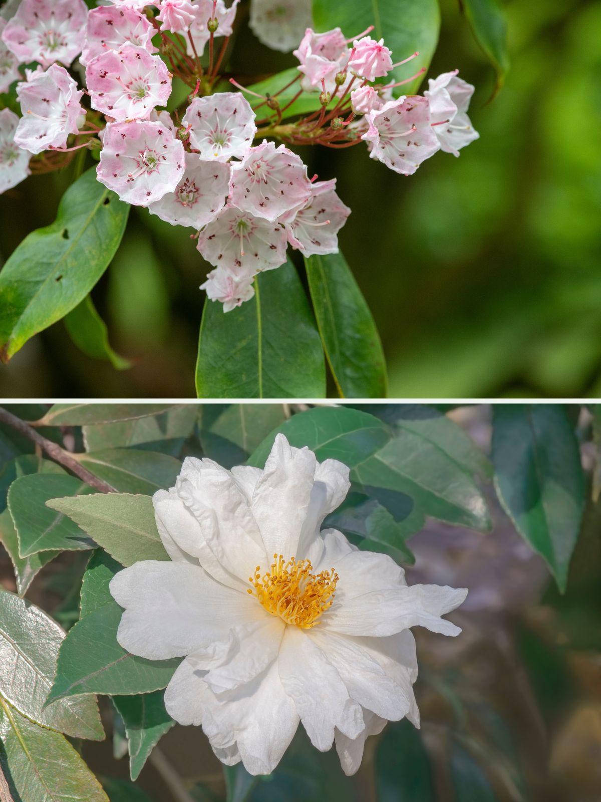 Laurier tin et fleur de camélia