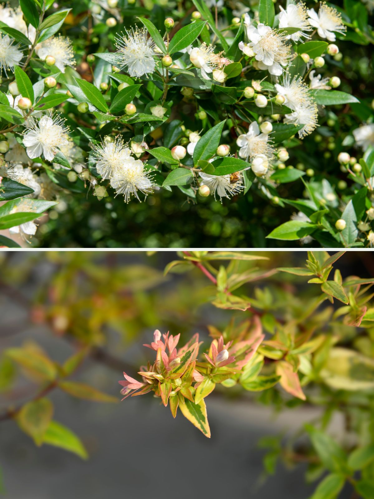 fleur abelia et myrte