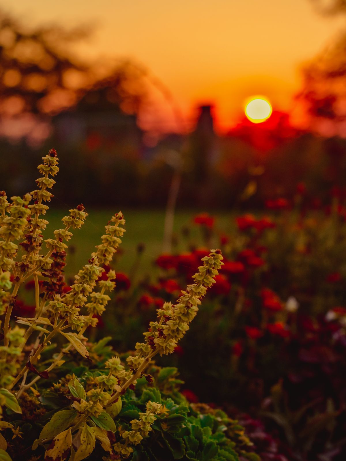 coucher de soleil sur parterre fleuri