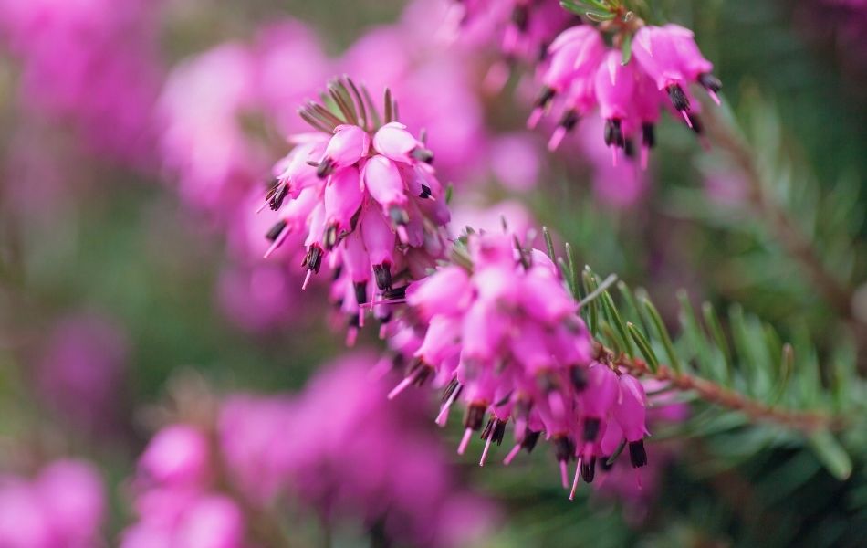 Fleur de printemps : la bruyère erica carnea
