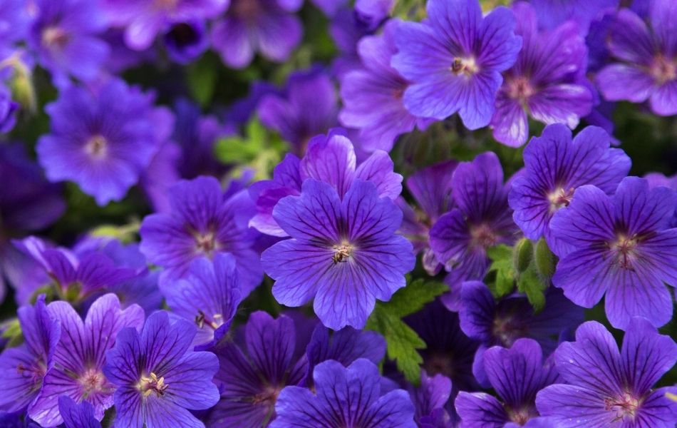 Fleur de printemps : le geranium rozanne