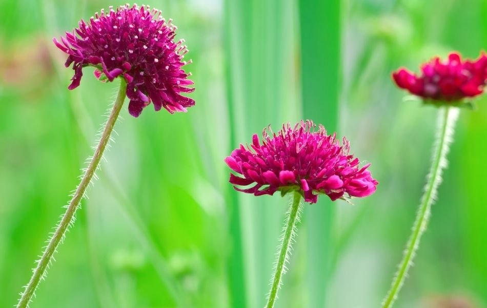 La scabieuse, fleurs rose pour le jardin