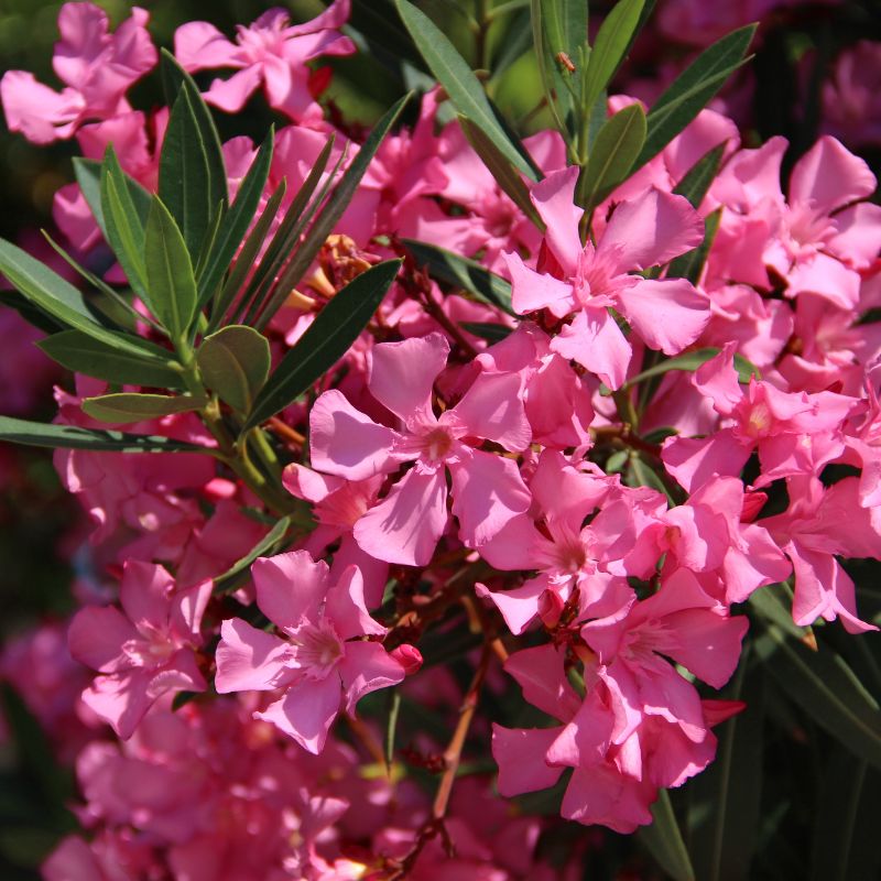 C'est la photo d'un laurier rose en fleur