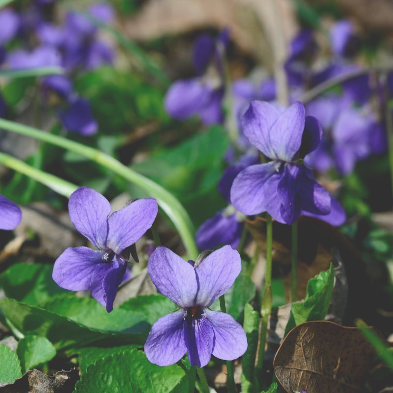 Violettes