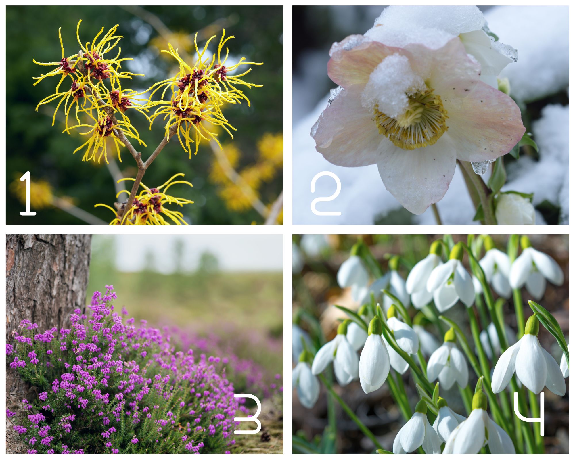 Quelles fleurs et plantes pour avoir un beau jardin en hiver ? - Magazine  Avantages