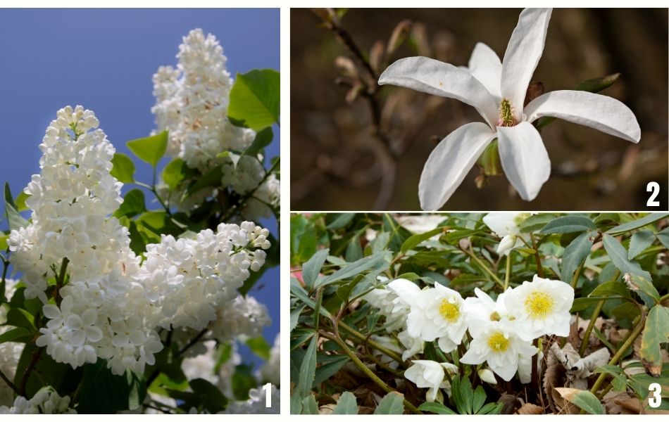 Superbe Lilas, magnolia et Hellébore, fleurs de couleurs blanches pour un jardin blanc