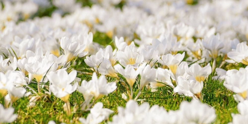 crocus annonçant l'arrivée du printemps