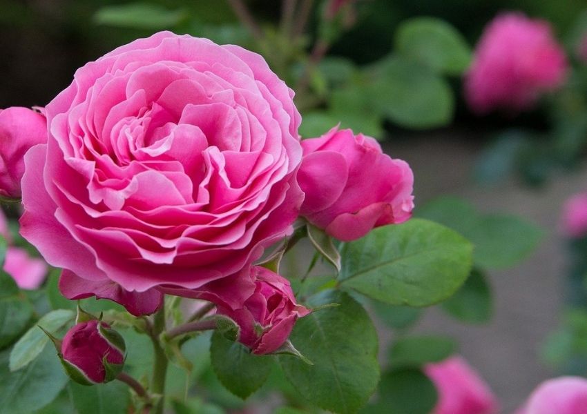 création de jardin anglais fleuri