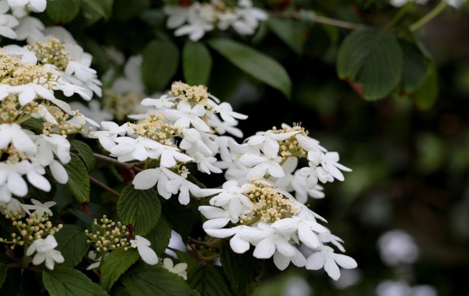 Fleur de printemps : le viburnum