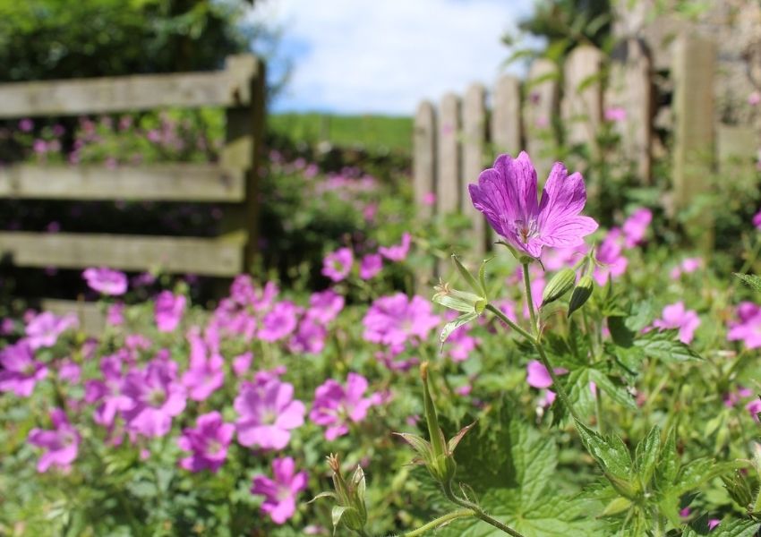 inspiration pour créer jardin anglais