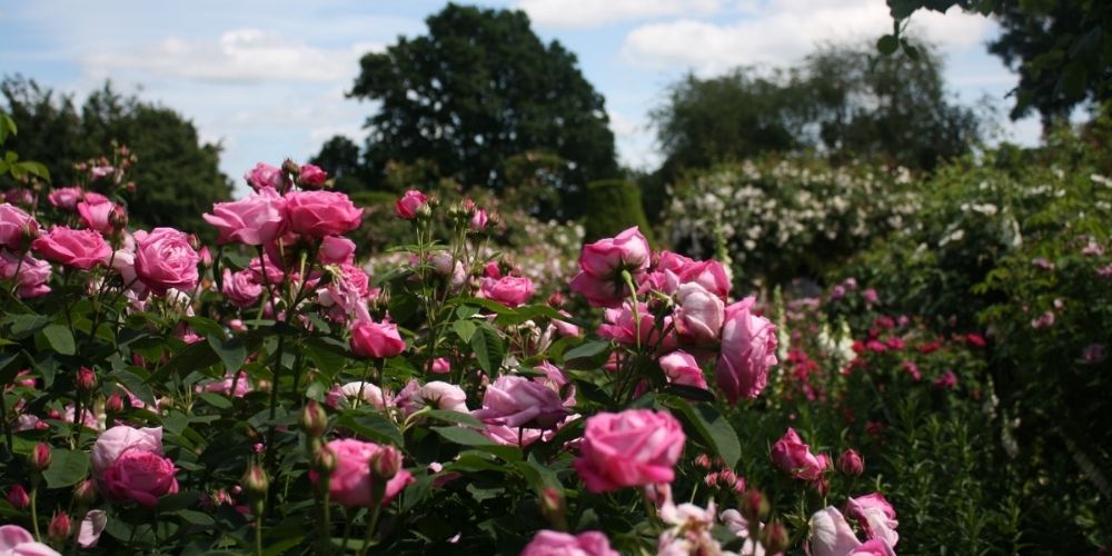 Jardin à l’anglaise fleuri de roses