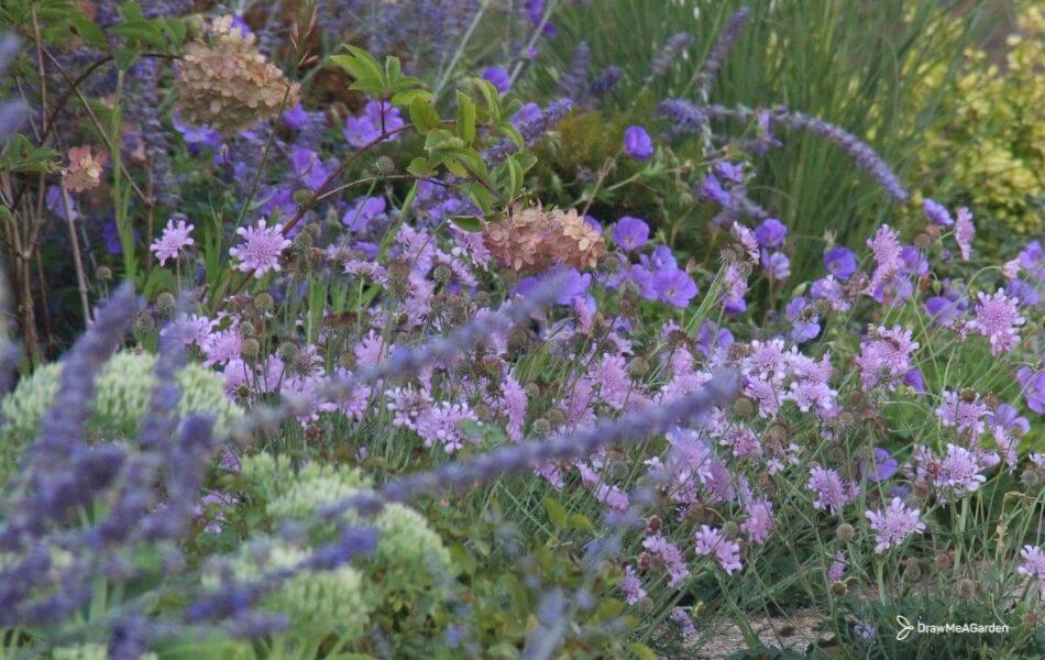 aménagement du jardin et disposition des plantes