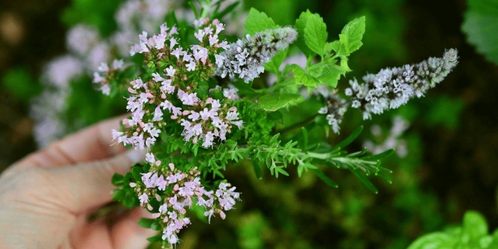 herbes aromatiques au jardin nourricier beau et bon