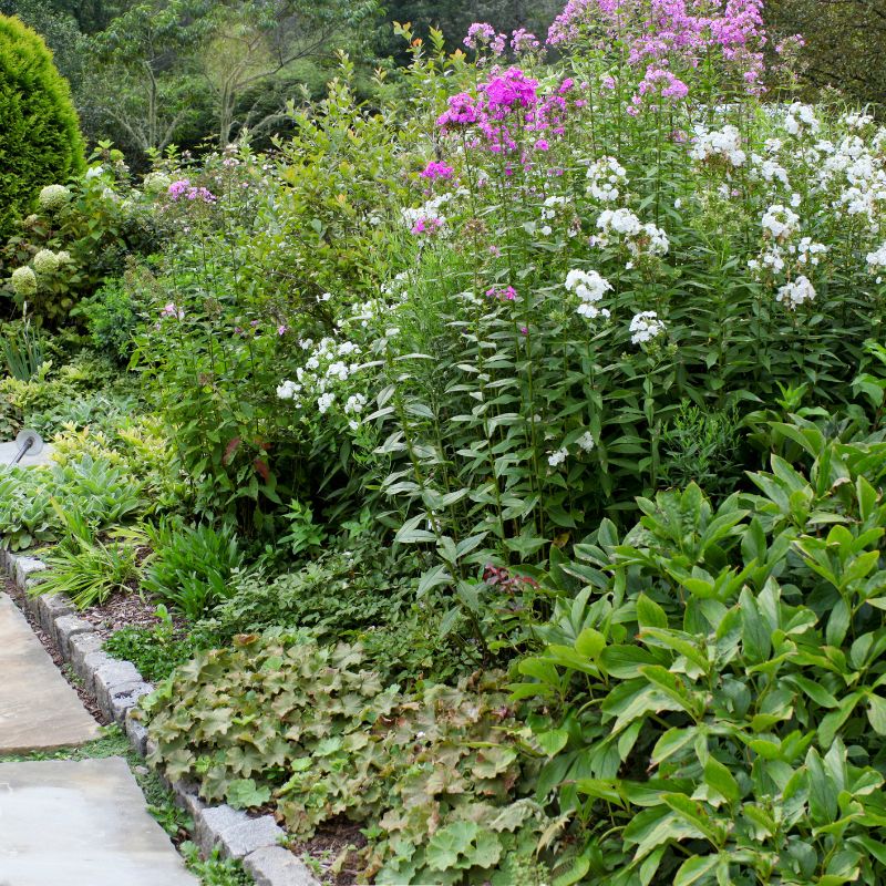Parterre de fleurs jardin anglais
