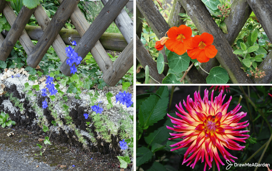 choix de fleurs à planter au mois d’avril