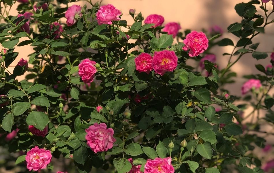 rose maxi vita pour un jardin avec des fleurs roses