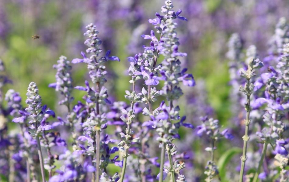 jolies fleurs violettes de lavande