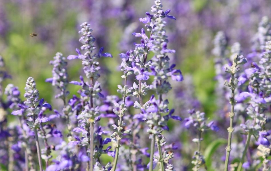 Fleurs violettes : les 5 plus belles vivaces et arbustes du jardin