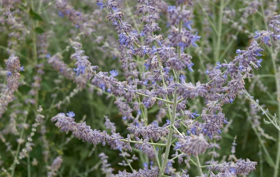 jolies fleurs violettes de Perovskia