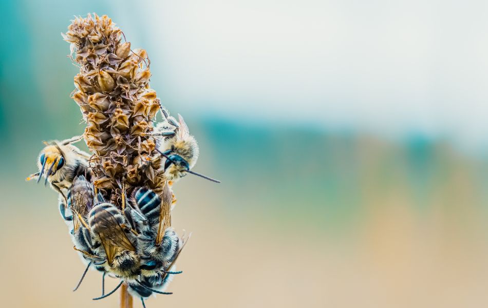 plante mellifère pour favoriser la biodiversité