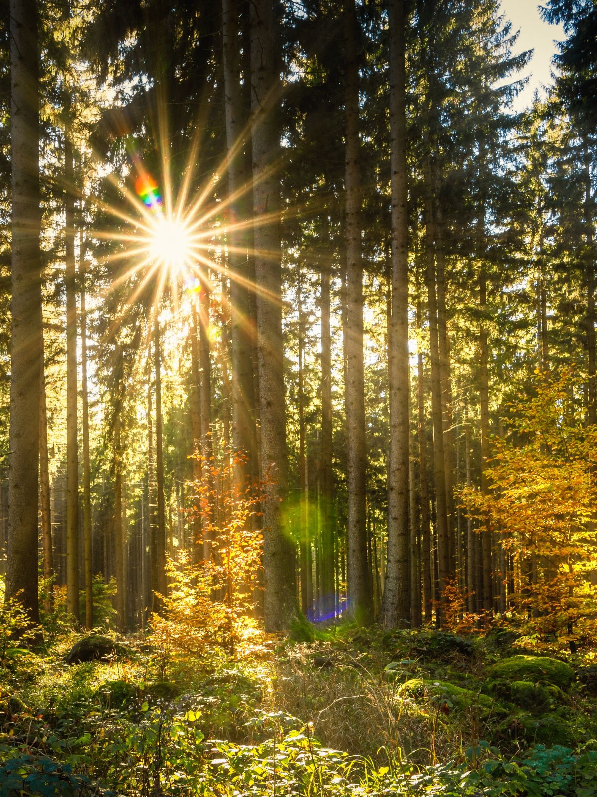 forêt ensoleillée