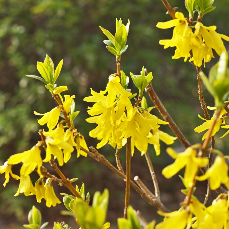 forsythias focus