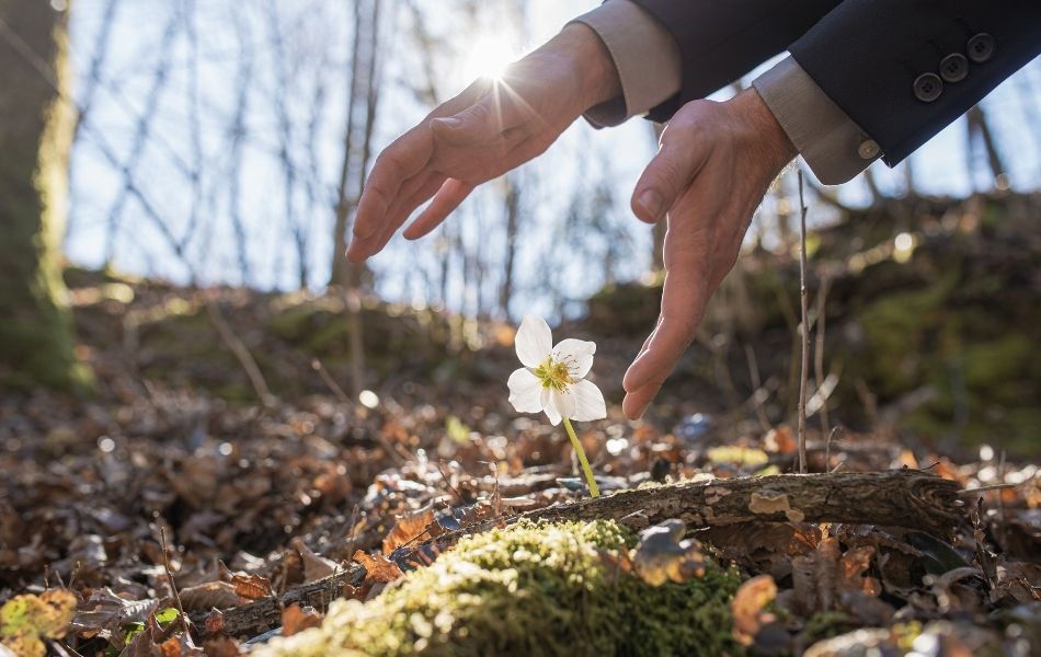 joli plante d’hiver, hellébore blanche