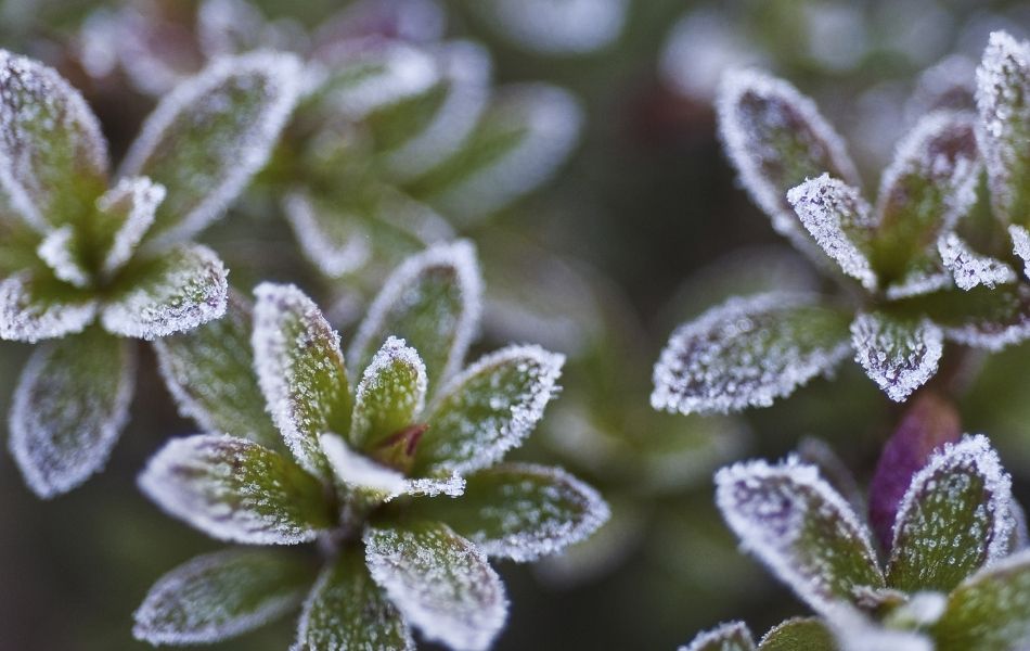 plantes qui craignent le Froid au jardin