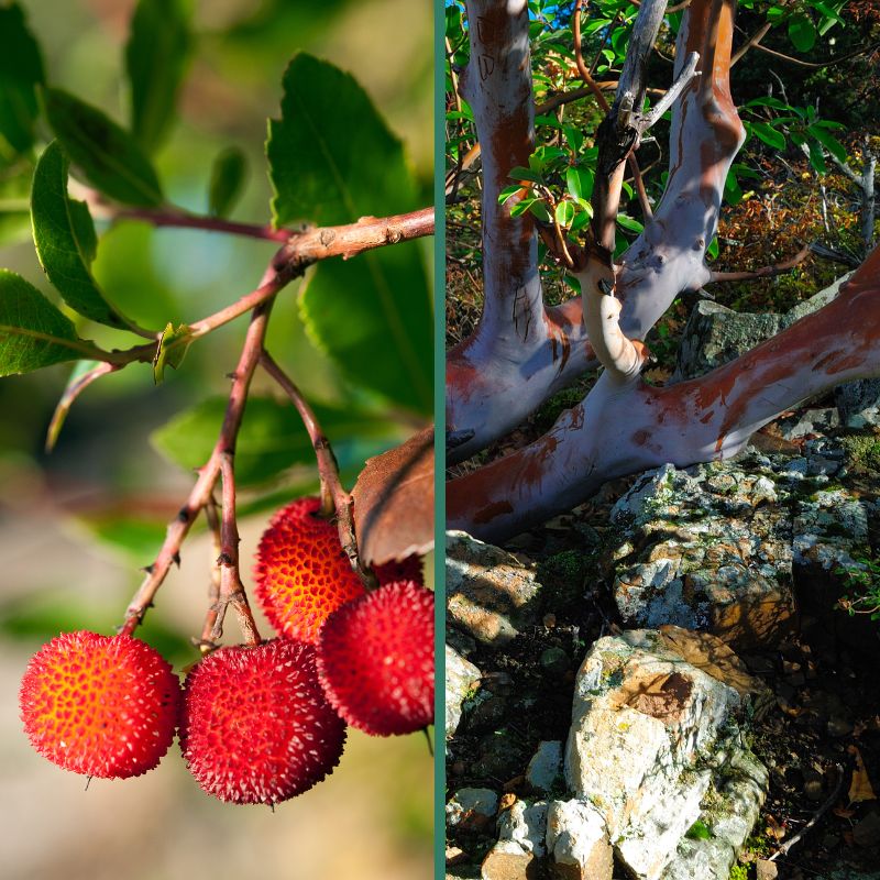 branche d'arbre avec fruits rouge