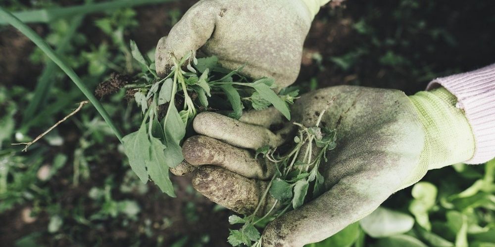 Un jardinier équipé de gants