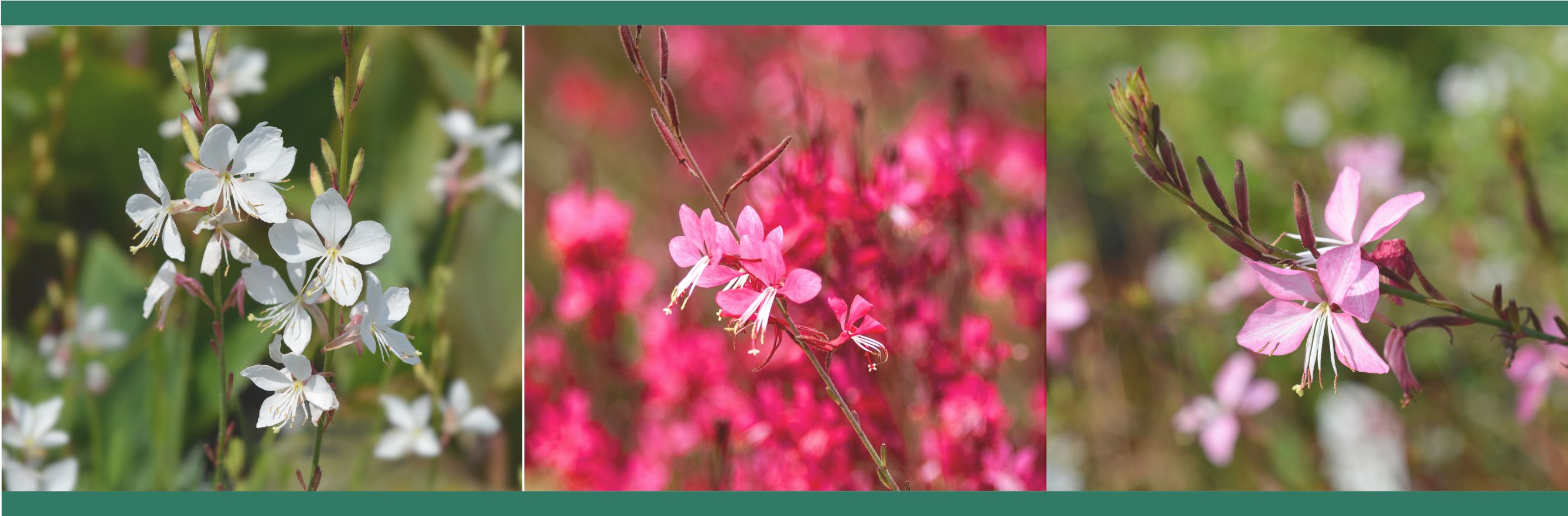 variété gaura