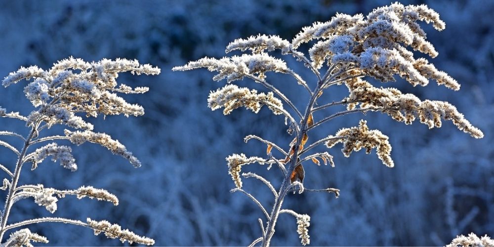 Givre au jardin de décembre