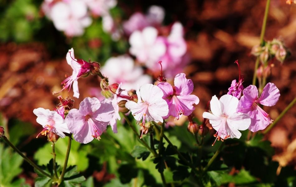 Jardin. La rose du désert, une belle plante d'intérieur