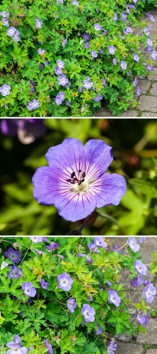 Géranium rozanne sous différentes vue
