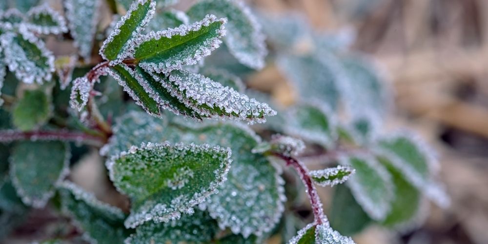 gelée au jardin du mois de février