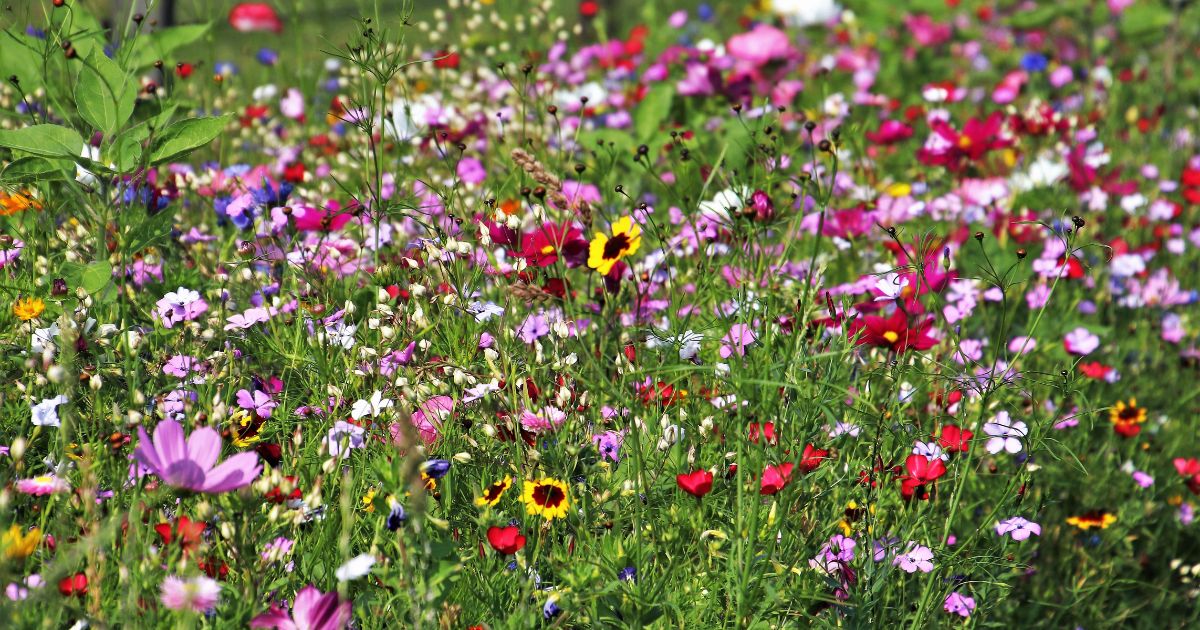 Semer des graines, des fleurs des champs