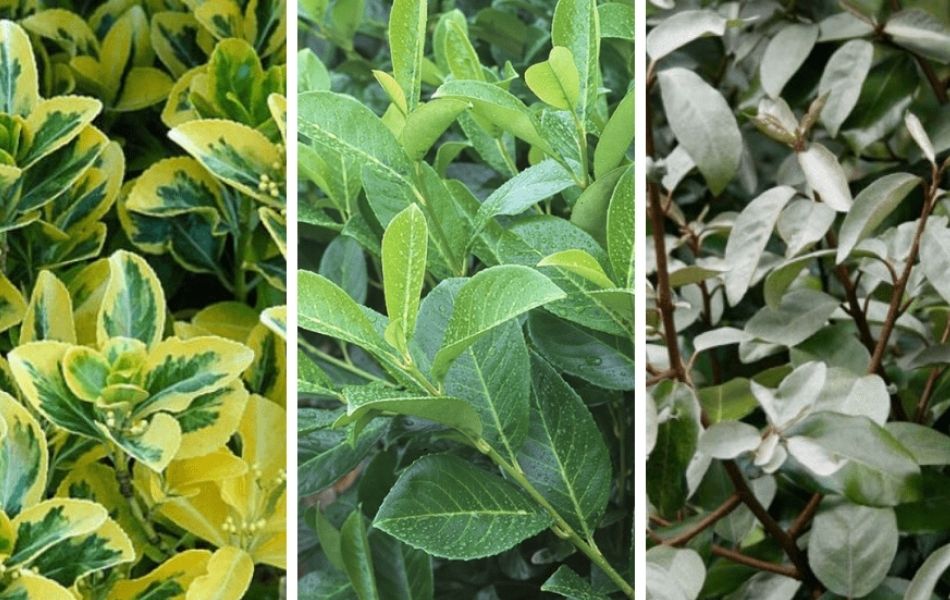 Différentes espèces d'arbustes persistants pour créer une haie de jardin dense et opaque