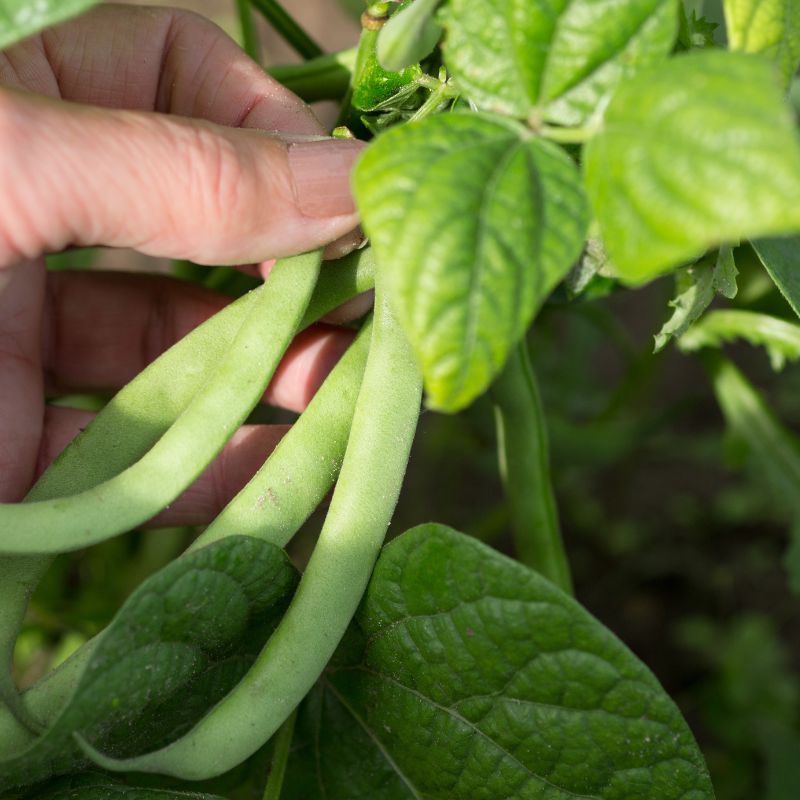 haricots verts du jardin