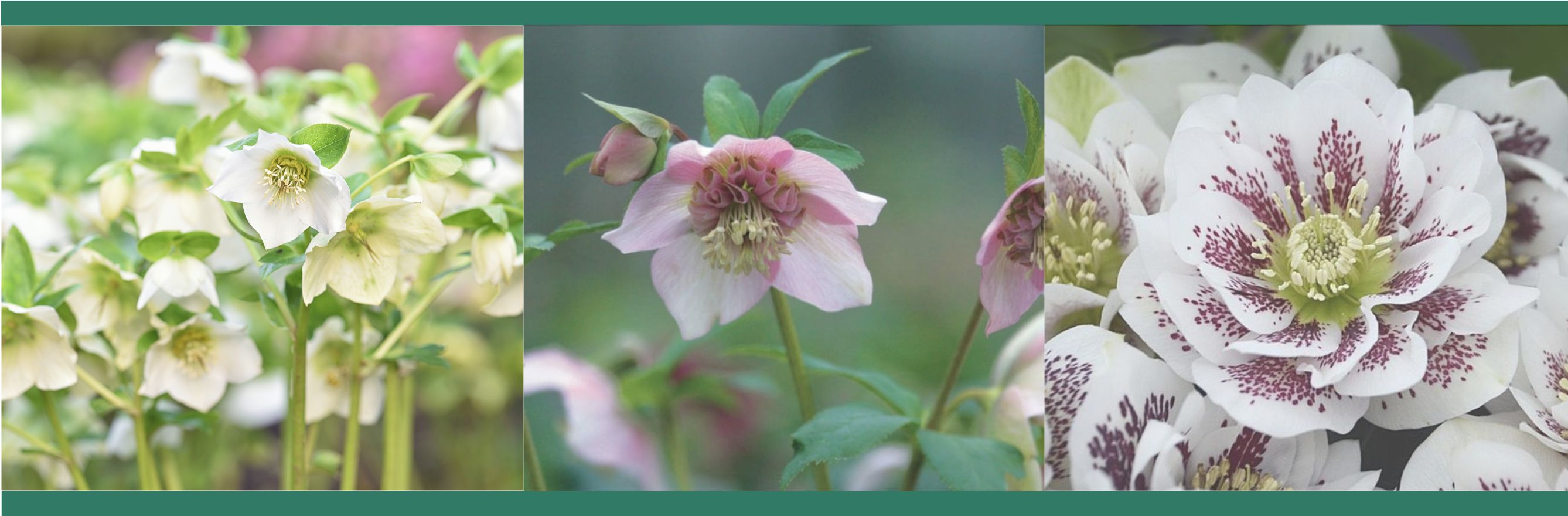 variétés hellébores ou roses de noel