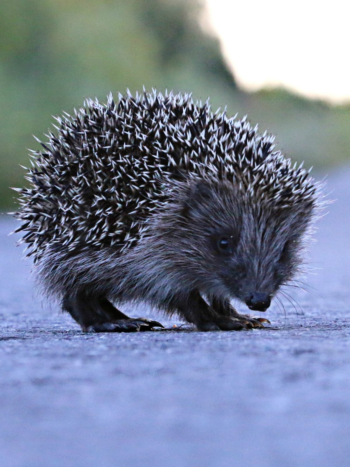 Hérisson sur la route