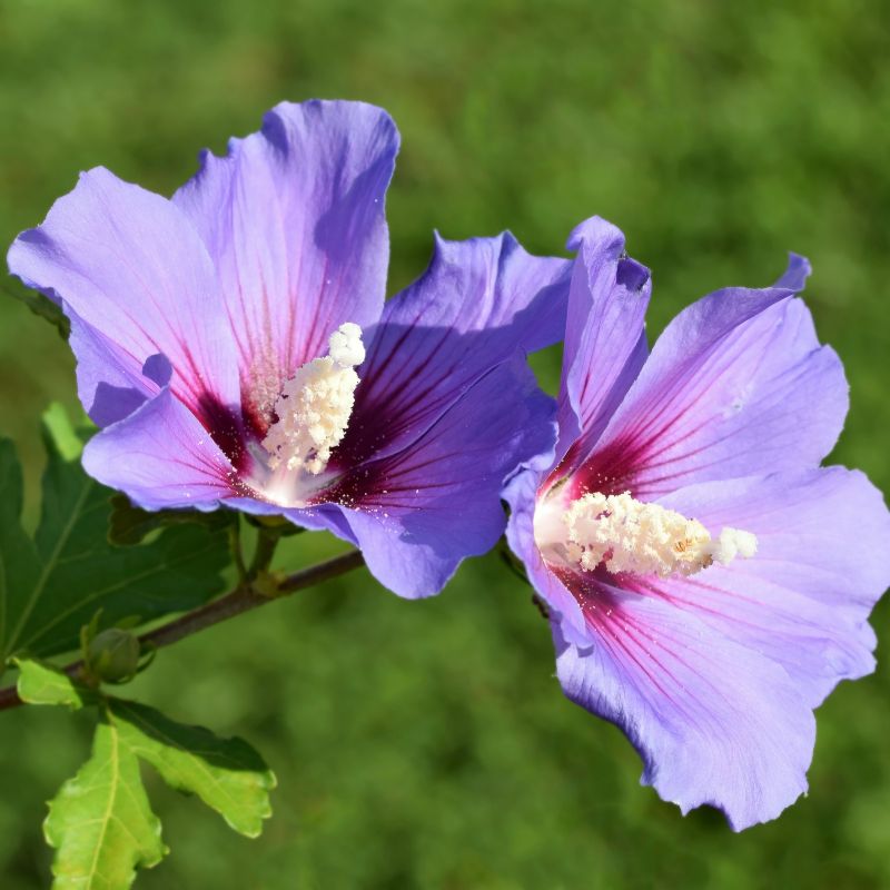 Hibiscus avec ses jolies fleurs violettes