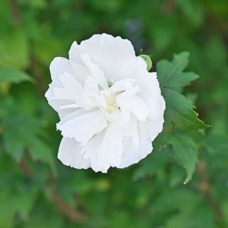 Hibiscus Siryacus